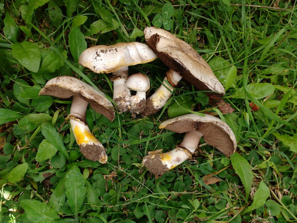 agaricus xanthodermus dogs