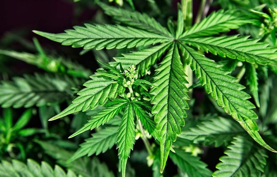 Abren las inscripciones para la Diplomatura en Cannabis
