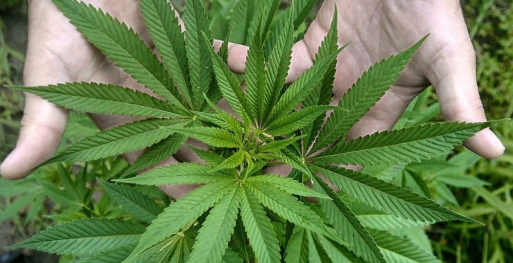Abren las preinscripciones a la Diplomatura en Cannabis Medicinal