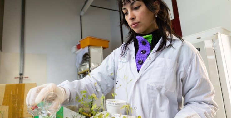 Un hongo fortalece el crecimiento de alfalfa en suelos degradados