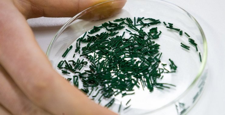 Buscan combatir una bacteria mortal que se encuentra en la carne de pollo