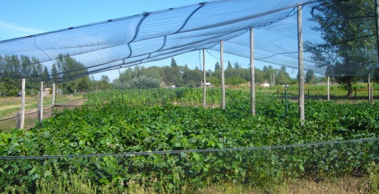 Secuenciaron el genoma completo de una variedad de soja